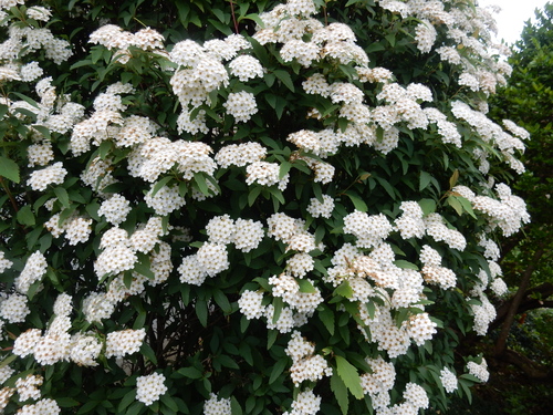 ’16,4,29(金)藤や春の花を探して!_f0060461_14292244.jpg
