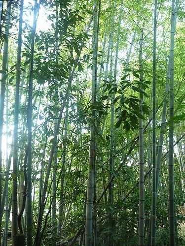 別府の母からの　宅急便と☆　阿蘇神社の身代り御守♡　#‎welovebeppu‬_a0053662_17341810.jpg