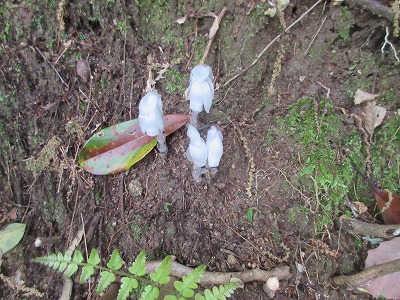 ギンリョウソウ 銀竜草 日々是好日