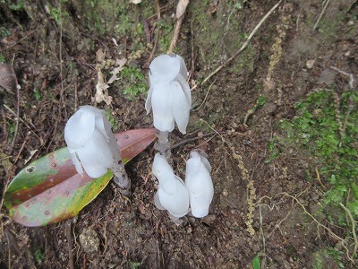 ギンリョウソウ 銀竜草 日々是好日