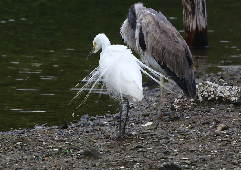 飾り羽をたなびかせ 自然の中に鳥さんを見つけて