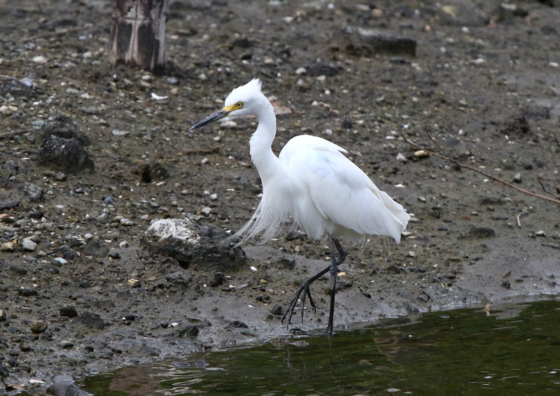 飾り羽をたなびかせ 自然の中に鳥さんを見つけて