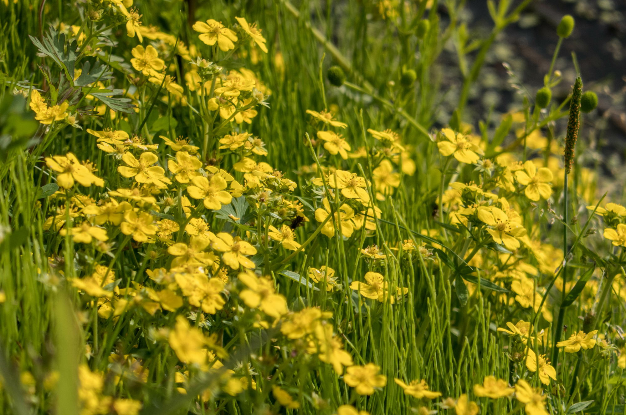 TX1で散歩道の花々を撮る・続き_e0015567_91064.jpg