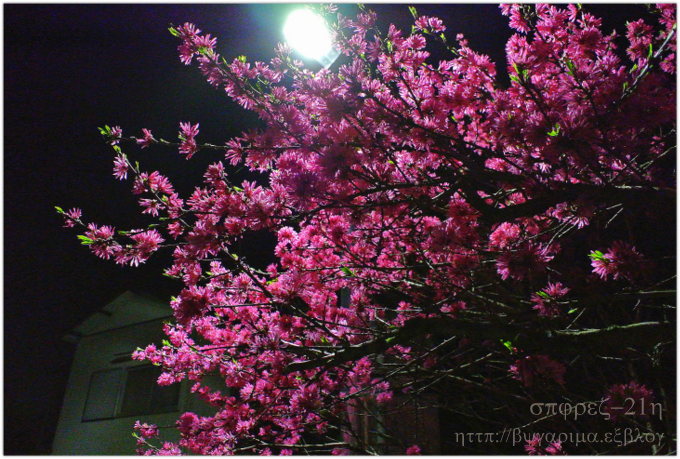 夜桜_a0256968_11321136.jpg