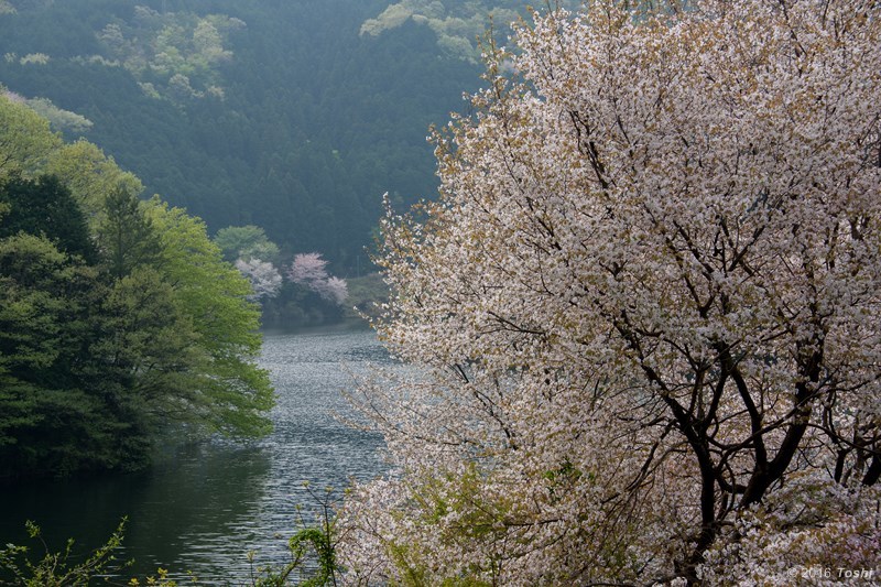 傑作を生んでくれた室生湖_c0350572_14050722.jpg