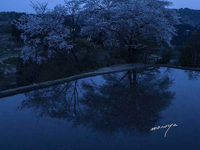 夜明け前の桜〜儀明の棚田_c0085877_05491166.jpg