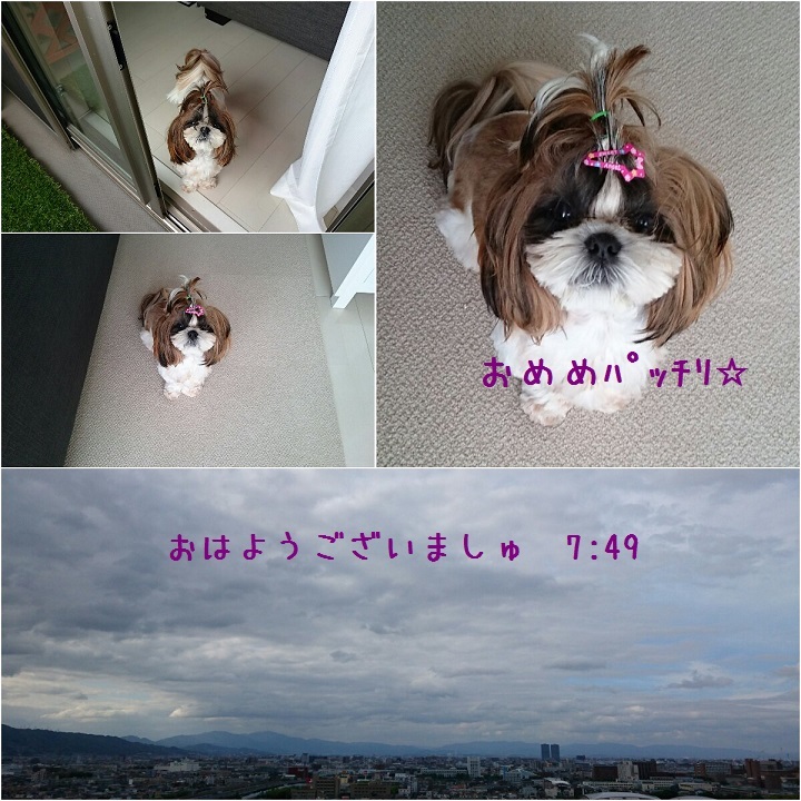 4月29日の写真だけ日記＆１年前の今日のあたち♪_c0363378_15384375.jpg