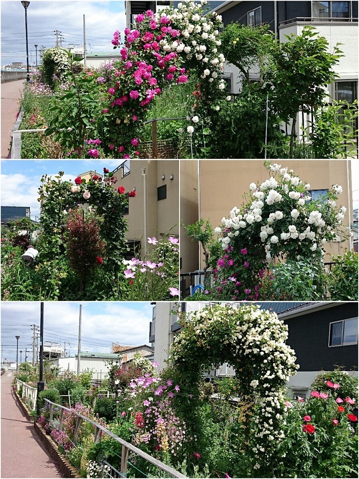 4月29日の写真だけ日記＆１年前の今日のあたち♪_c0363378_15450000.jpg