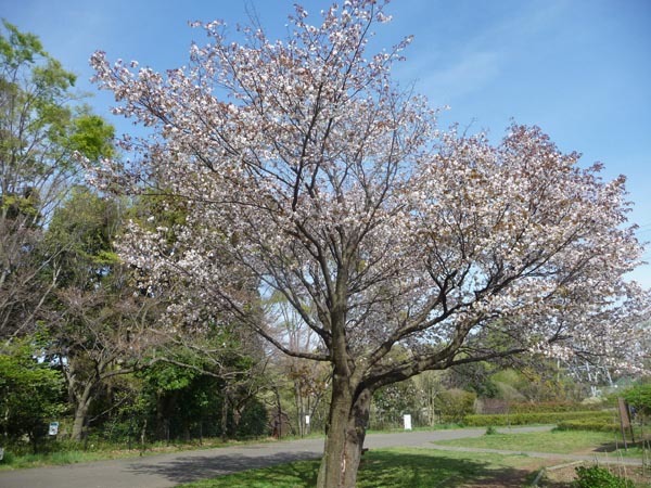 4月11日の小山内裏公園_e0133780_17524800.jpg