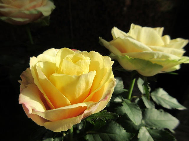 b0182884_2056100.jpg