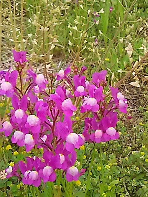 又空地で咲いてた花の話 ヒメキンギョソウ リナリア 健気に育つ植物たち