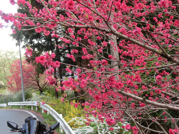 満開の桜に再会!ピンクと黄色と新緑ツー（群馬・上野村～埼玉・秩父）_a0186689_11511738.jpg