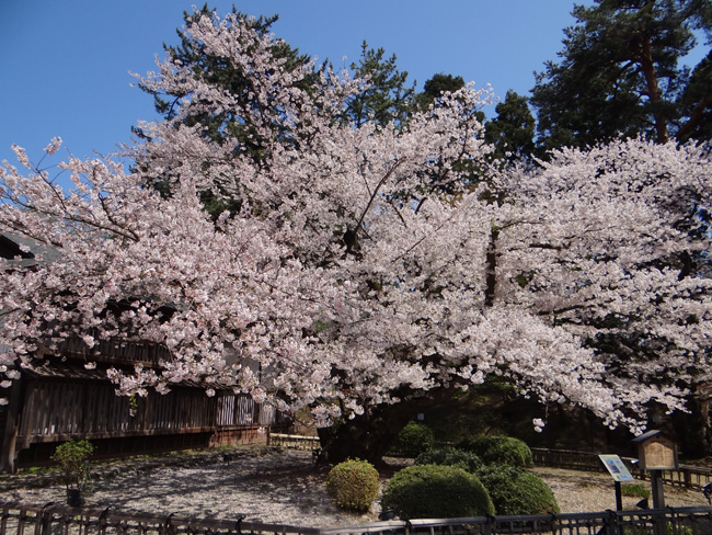 弘前公園・満開の桜と岩木山1　西豪と本丸付近など_a0136293_1635550.jpg