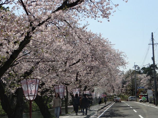 弘前公園・満開の桜と岩木山1　西豪と本丸付近など_a0136293_16421899.jpg