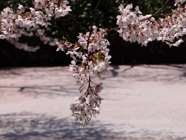 弘前公園・満開の桜と岩木山1　西豪と本丸付近など_a0136293_16452858.jpg