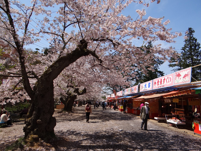 弘前公園・満開の桜と岩木山1　西豪と本丸付近など_a0136293_16495149.jpg