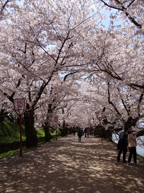 弘前公園・満開の桜と岩木山1　西豪と本丸付近など_a0136293_16515498.jpg
