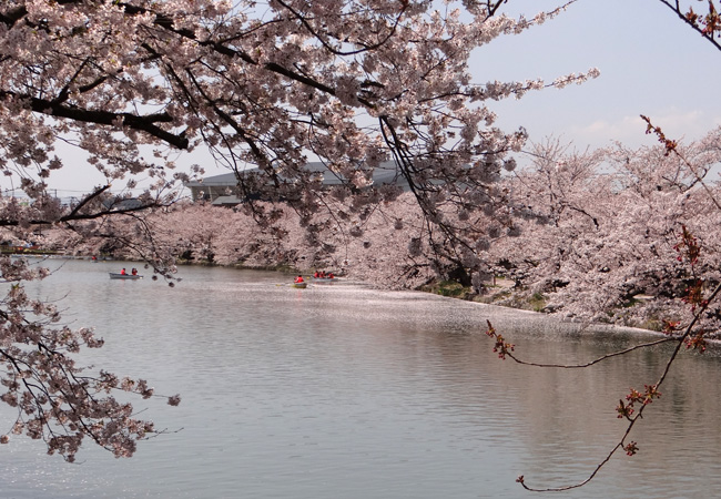 弘前公園・満開の桜と岩木山1　西豪と本丸付近など_a0136293_17115394.jpg