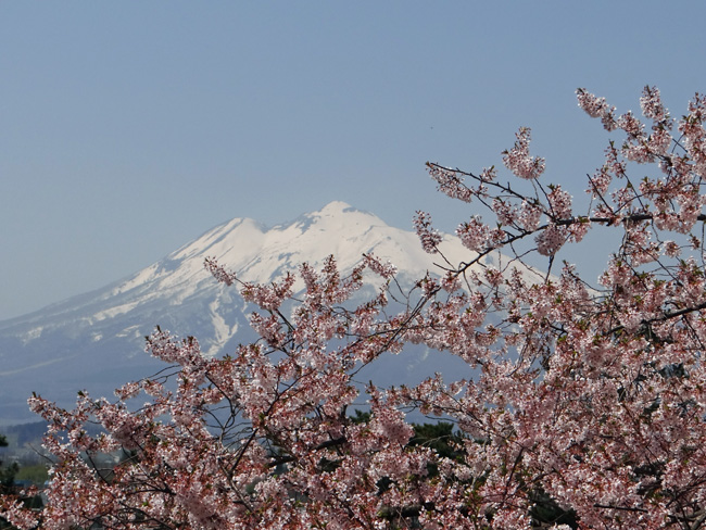 弘前公園・満開の桜と岩木山1　西豪と本丸付近など_a0136293_17192674.jpg
