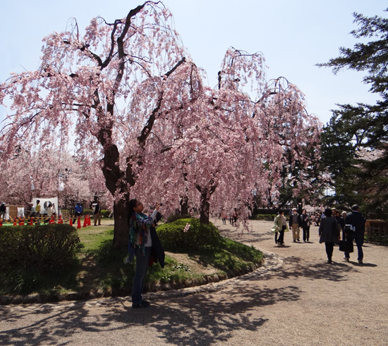 弘前公園・満開の桜と岩木山1　西豪と本丸付近など_a0136293_17263157.jpg