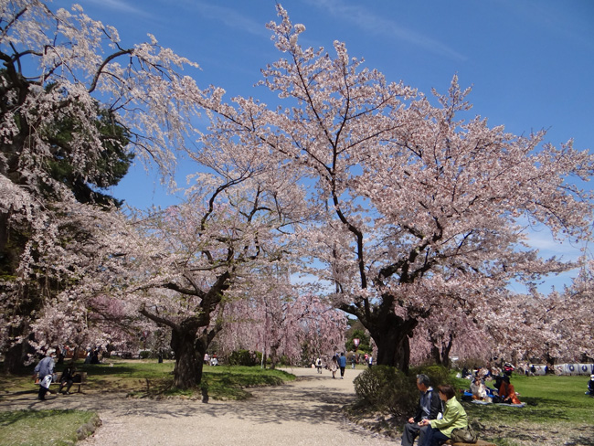 弘前公園・満開の桜と岩木山1　西豪と本丸付近など_a0136293_1735678.jpg