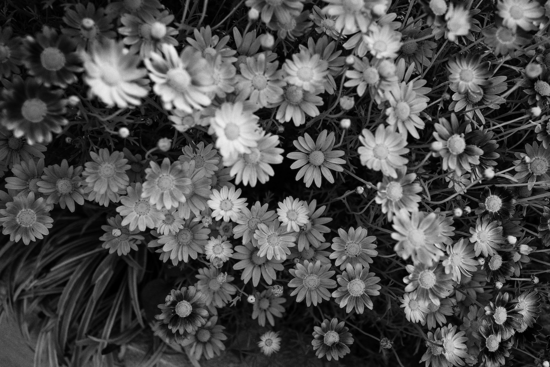 なぜ植物図鑑か 番外 そこに在るもの なぜ植物図鑑か 番外 そこに在るもの