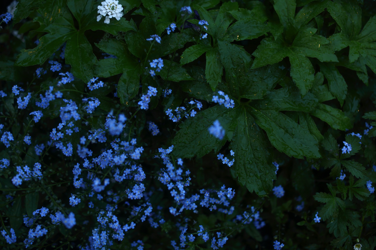 a0155104_235627.jpg