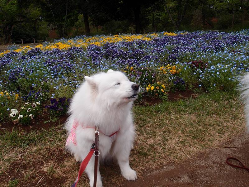 芝桜を見に。。。　4月29日　[金]_e0018604_11374802.jpg