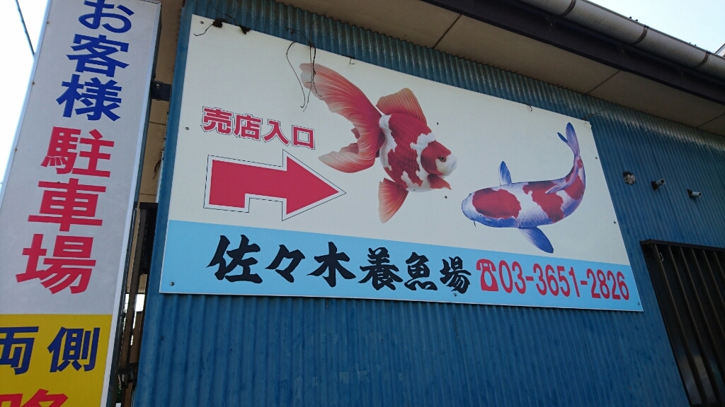 佐々木 養魚 場