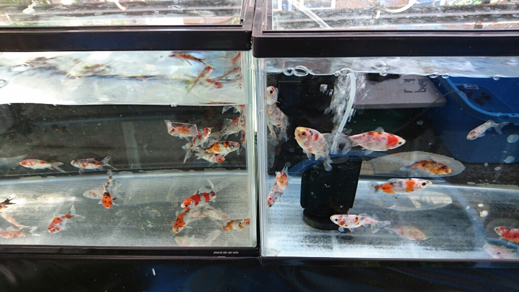 場 佐々木 養魚