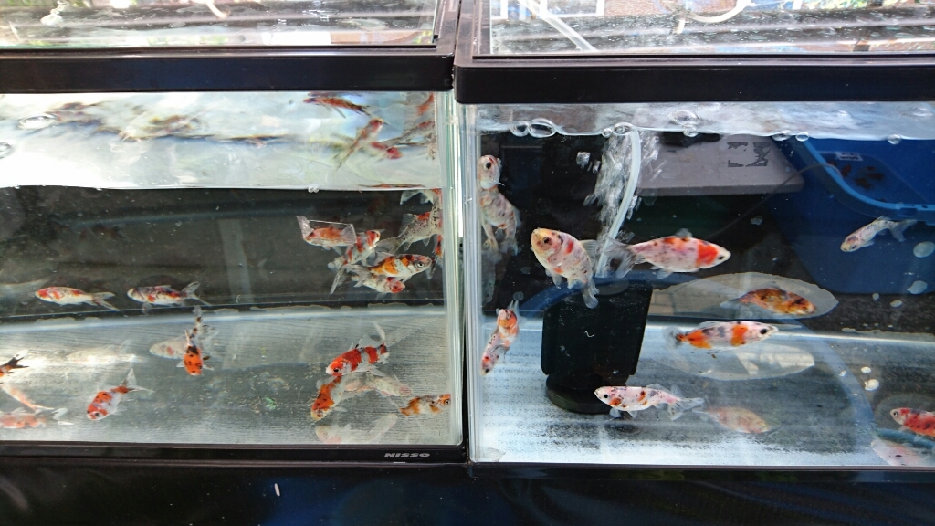 場 佐々木 養魚