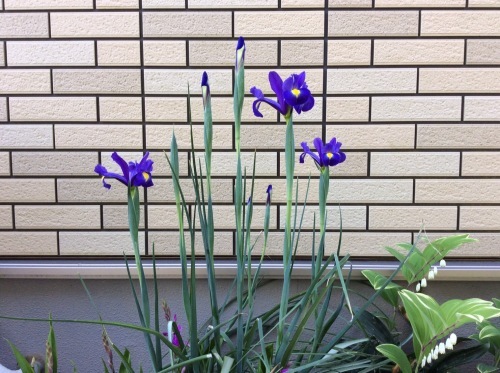 気持ちのよい日_d0344913_08502216.jpg