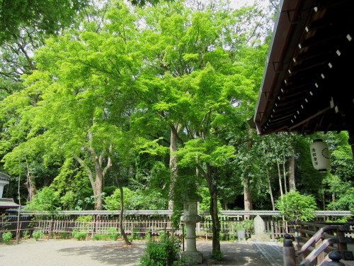 梨木神社 青もみじ_e0048413_20315165.jpg
