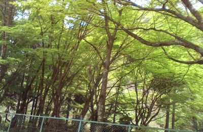 緑のシャワーを浴びに来てね_e0234016_20462969.jpg