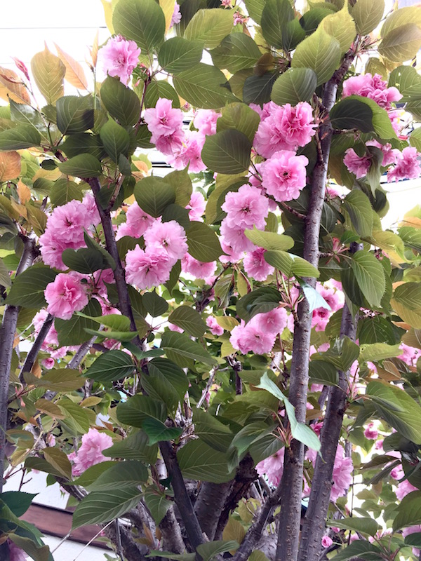 pink_b0172633_134147.jpg