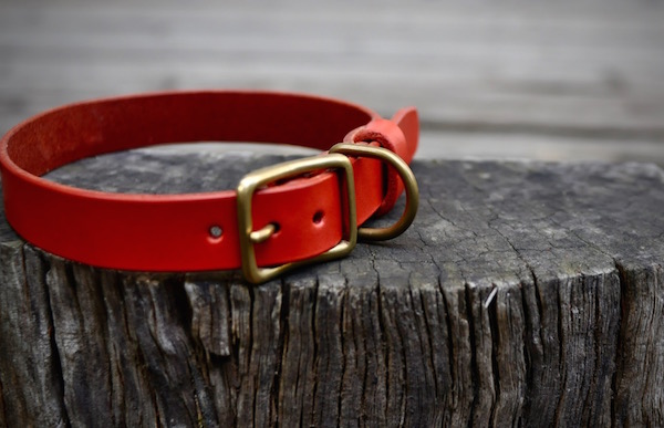 dog collar_b0172633_21302281.jpg
