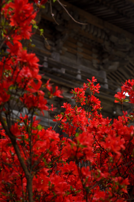 「花の寺」妙成寺_e0055138_16213041.jpg