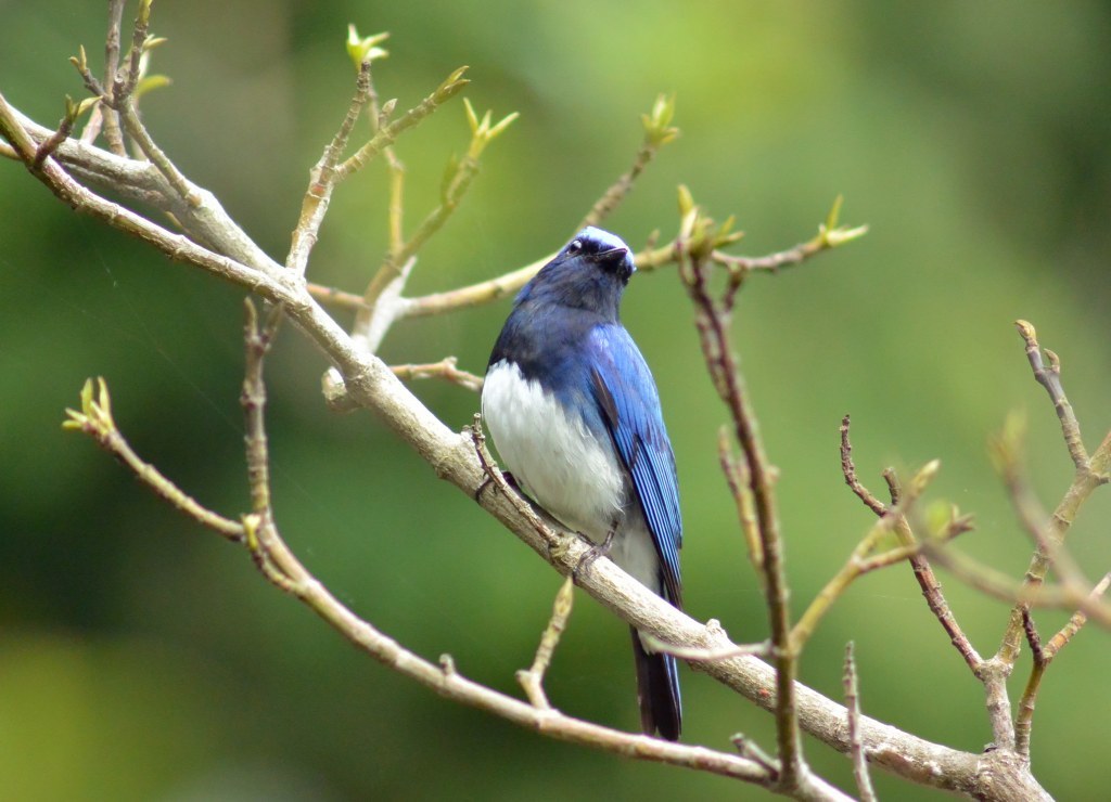 青い鳥と茶色い鳥！_c0349842_16335800.jpg