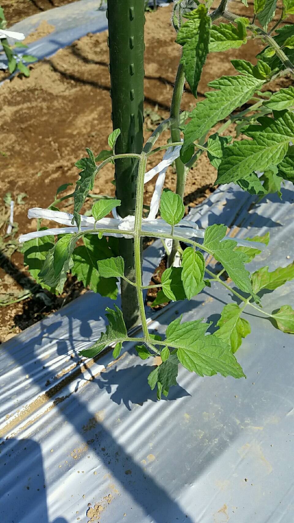 トマトの畝櫓作り第２弾です・・　ズッキーニの花が付いてきました_c0222448_11283263.jpg