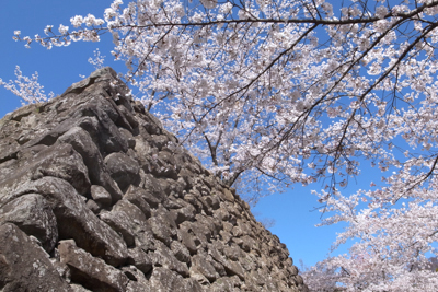 小諸　懐古園の桜まつり。 2016_b0025850_20373635.jpg