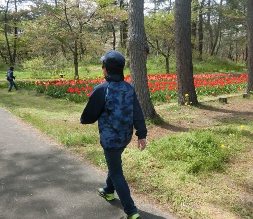 いこいの村庄内チューリップ！！今年で見納め？！　とってもきれい！！_c0342050_16543623.jpg