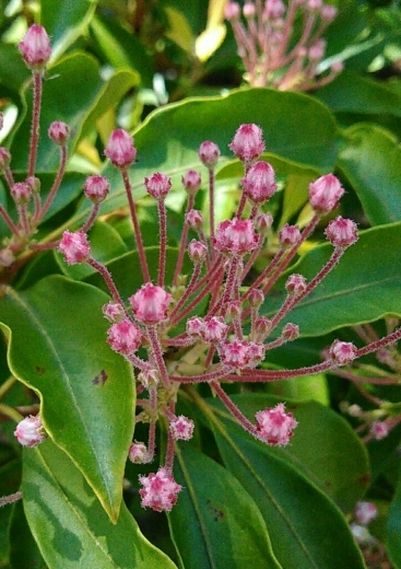 春日井植物園です。_a0018655_14393626.jpg