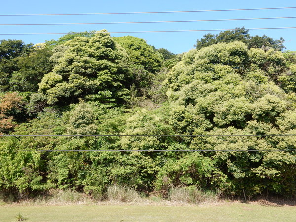 ’16,4,30(土)GWの始まりと春の花!_f0060461_903390.jpg