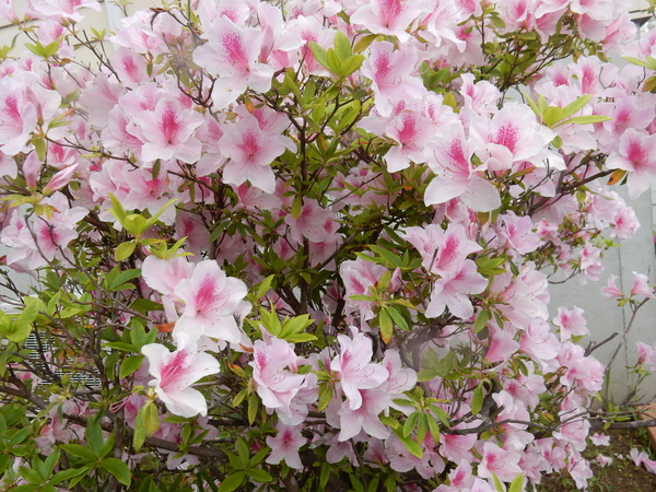 ’16,4,30(土)GWの始まりと春の花!_f0060461_9144857.jpg