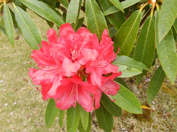 ’16,4,30(土)GWの始まりと春の花!_f0060461_9191313.jpg