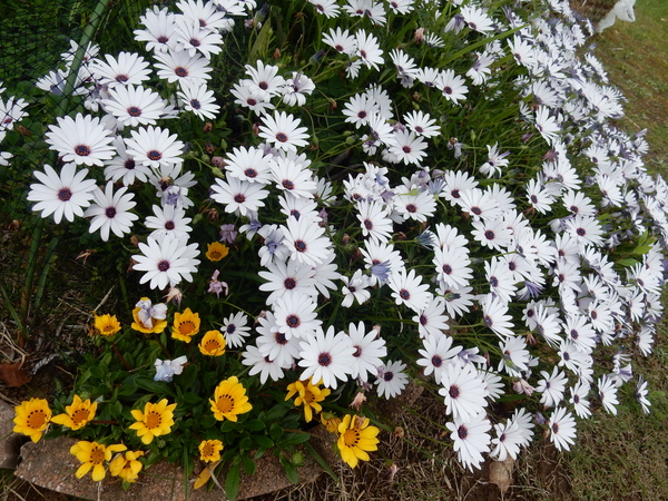 ’16,4,30(土)GWの始まりと春の花!_f0060461_9204890.jpg