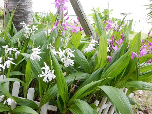 ’16,4,30(土)GWの始まりと春の花!_f0060461_9244646.jpg