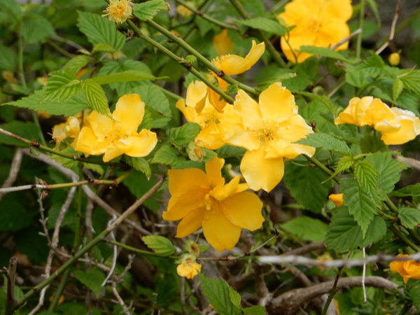 ’16,4,30(土)GWの始まりと春の花!_f0060461_928839.jpg