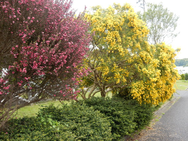 ’16,4,30(土)GWの始まりと春の花!_f0060461_9333117.jpg