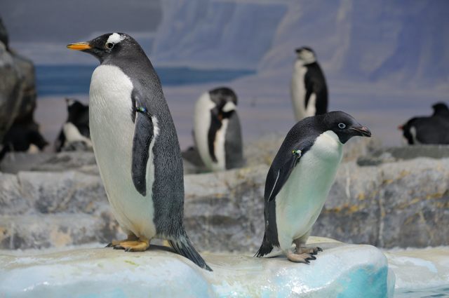 南極の海のエリアのペンギン水槽_c0081462_1315684.jpg